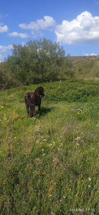 Armasar nergru fara semn de vanzare urgent !!!