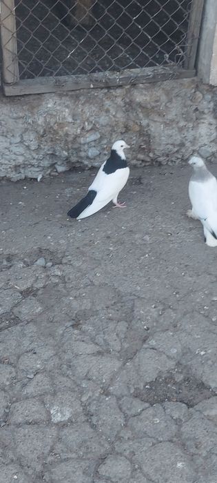 Чернашейка маладой самка