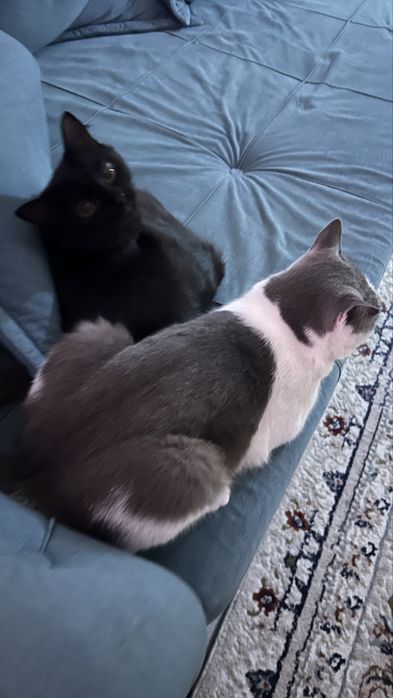 Котенок в добрые руки