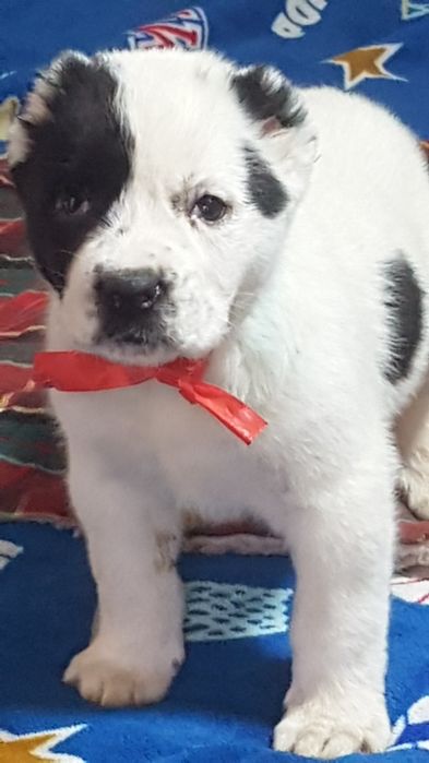 Catel Ciobanesc de Asia Centrala