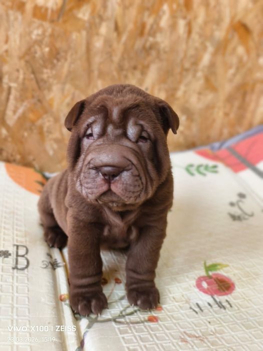 Шикарные щенки шарпея.