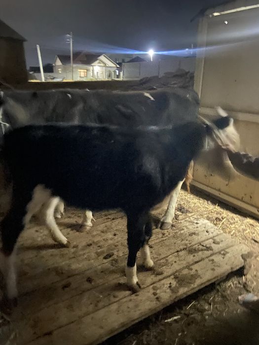 Бұзаулы сауын сыиыр