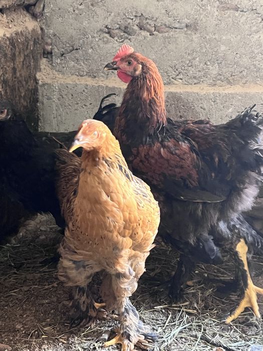 Toza brama tovu xorozla sotiladi