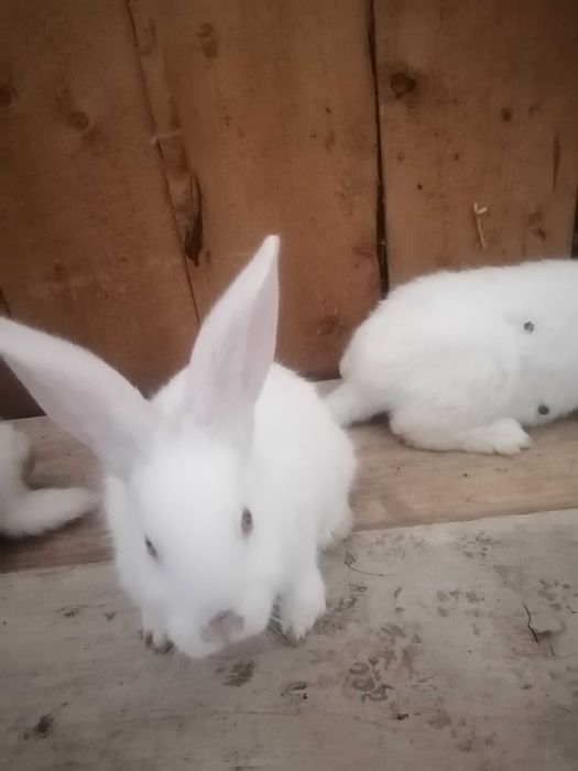 Vând iepuri i hycole pui de 6 săptămâni