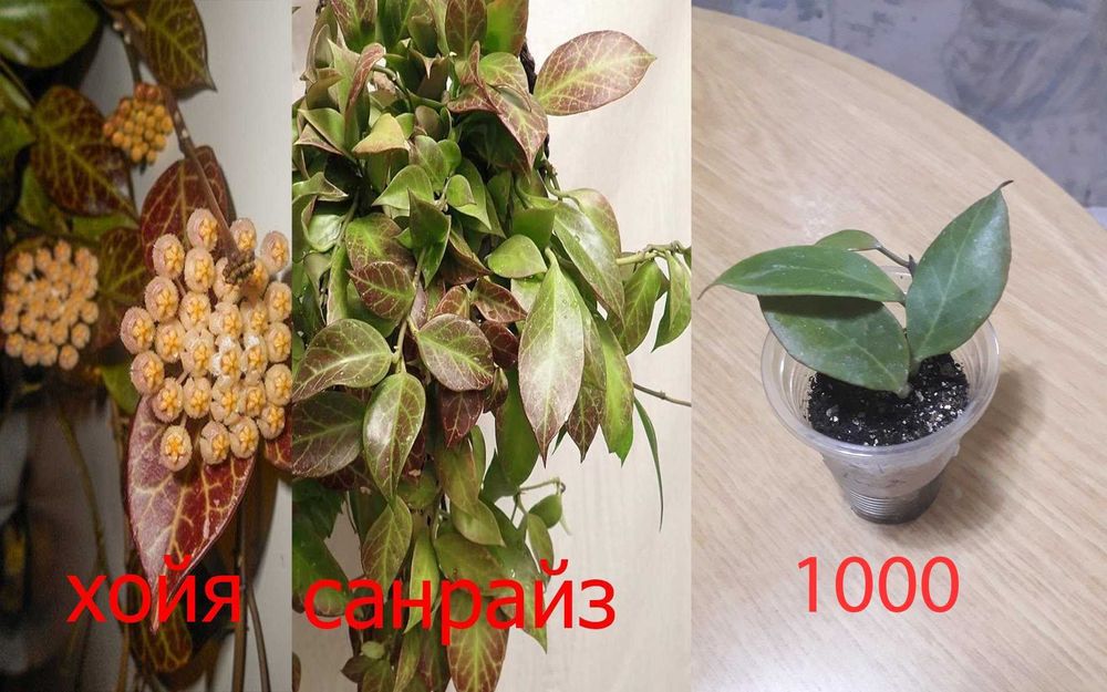 Комнатные  цветы