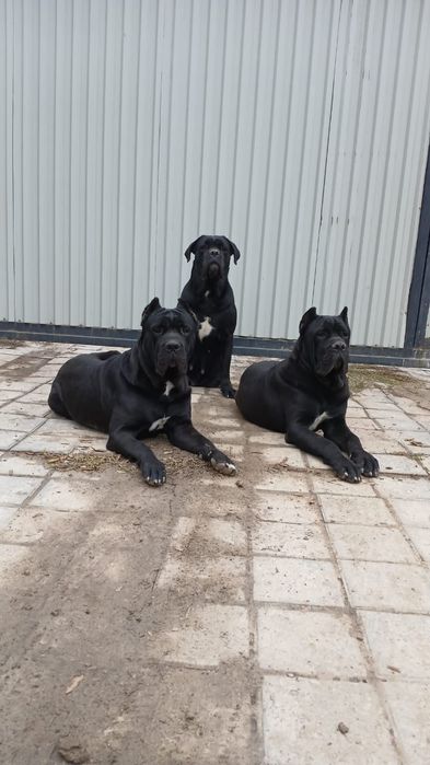 зоогостиница, передержка животных