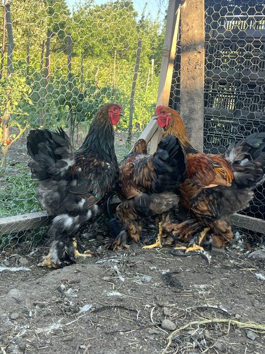 Cocosi brahma gold