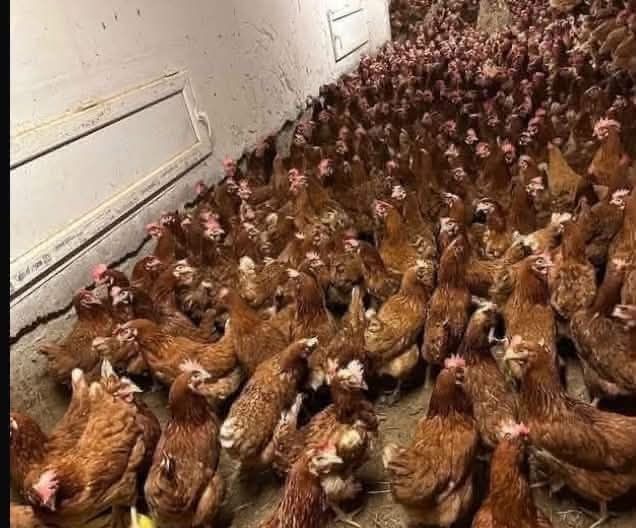 Găini rosii ouătoare