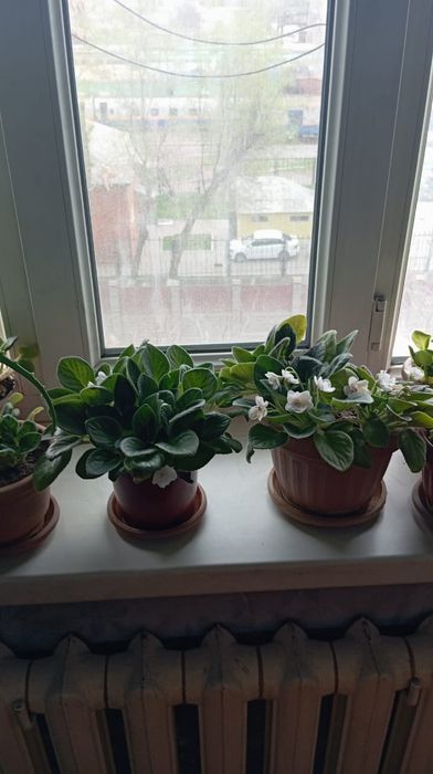 Продаются домашние цветы.