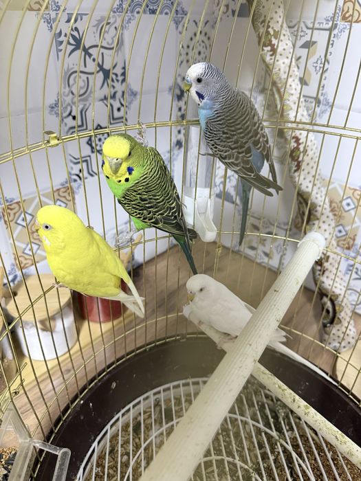 Продается 4 попугая с клеткой.