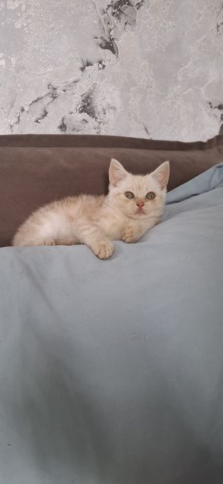 Шотландский мальчик скоттиш страйт