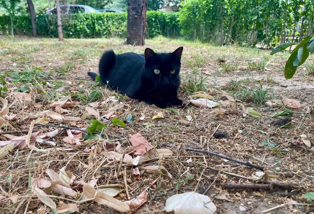 Cici, pisicuta sterilizata pentru adoptie