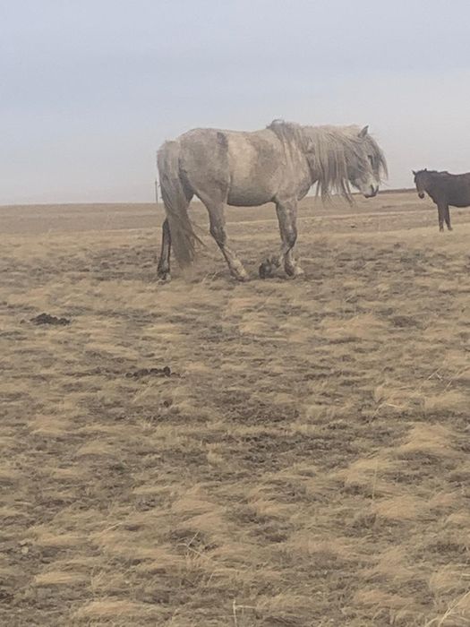 Айгыр сатам сегіз жасар