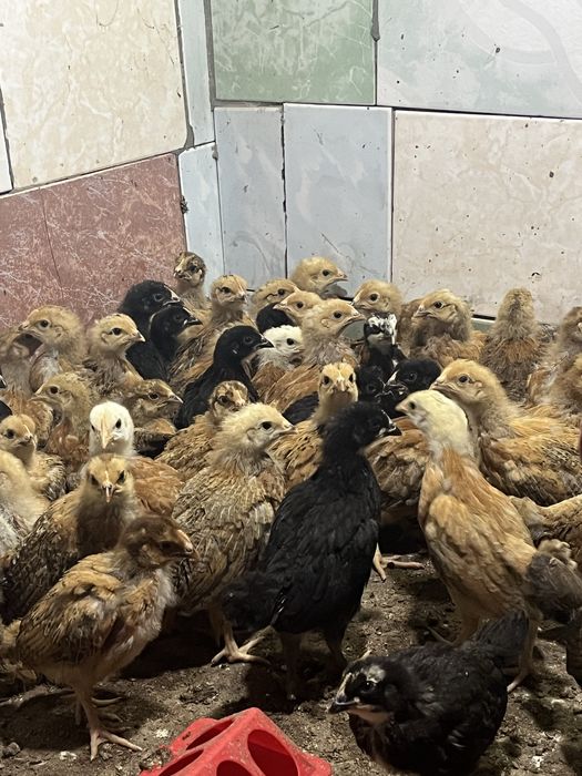 Кучинский балапандар