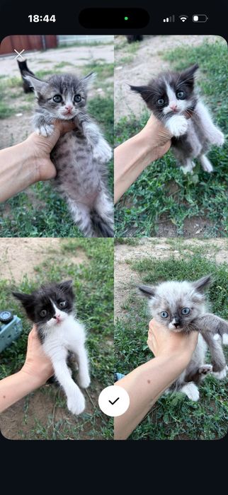 Отдам котят в добрые ручки