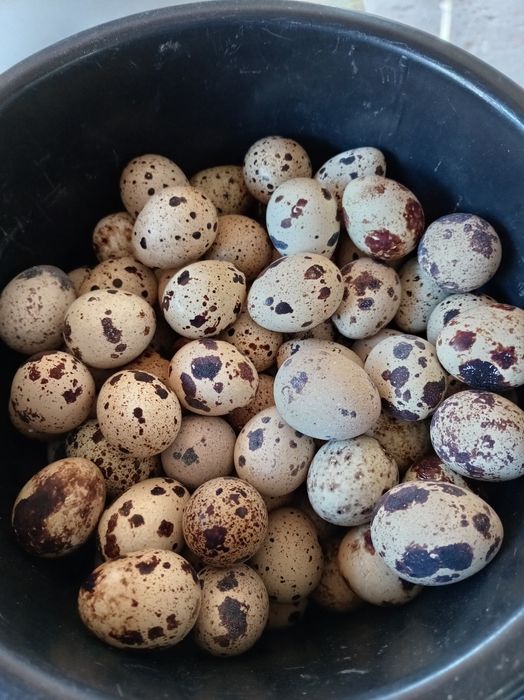 Бедана тухумлари. Перепелиные яйцо