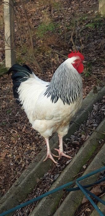 Vand cocos sussex sau schimb