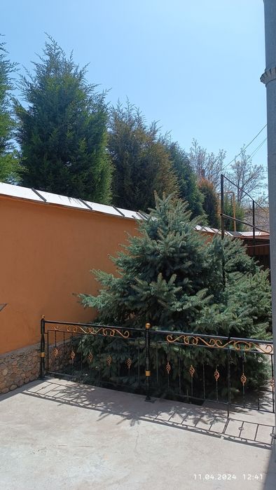 ГОЛУБАЯ ЕЛЬ - Продается Срочно!!!