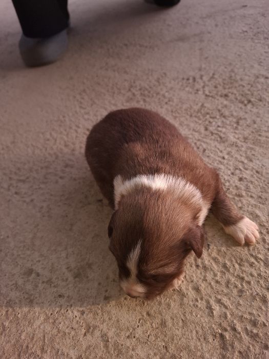 donez 5 căței gratis