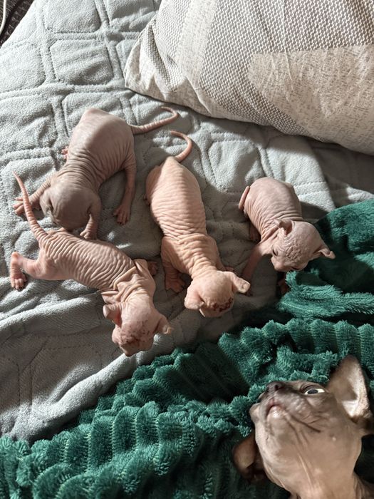 Открыта бронь на котят породы канадский сфинкс и эльф