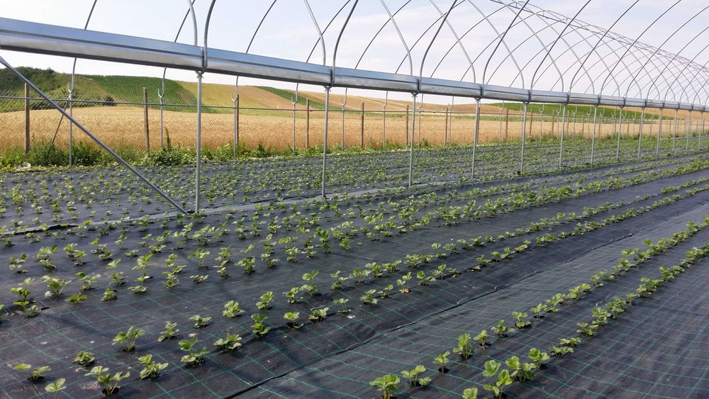 Folie agrotextil antiburuieni