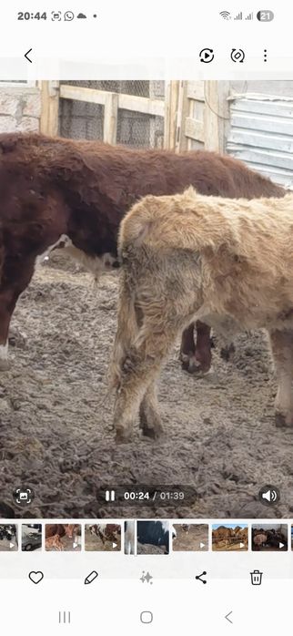 Буқалар сатылады