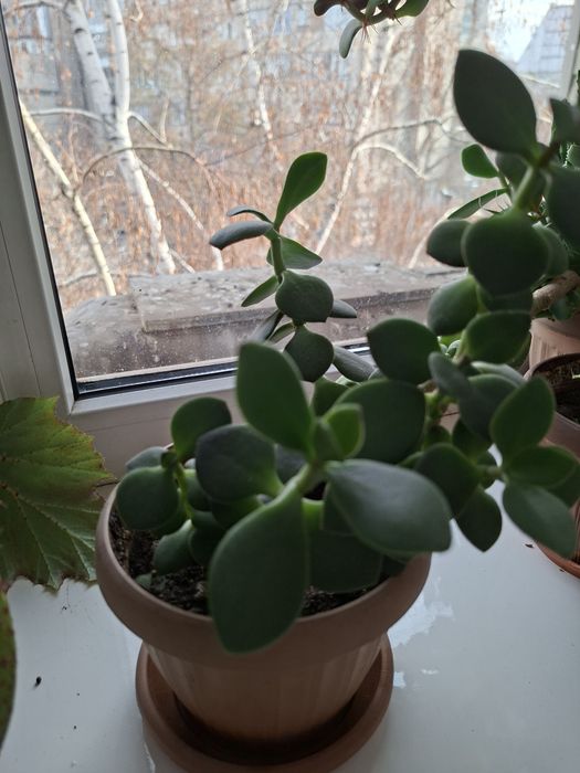 Продам комнатные цветы