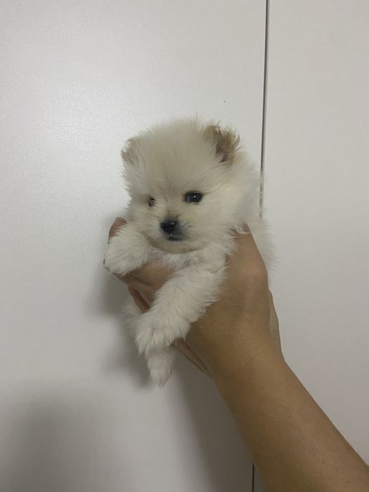 Щенки померанского шпица