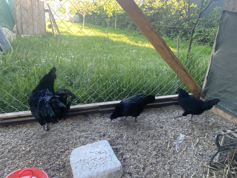 Vand Ayam Cemani