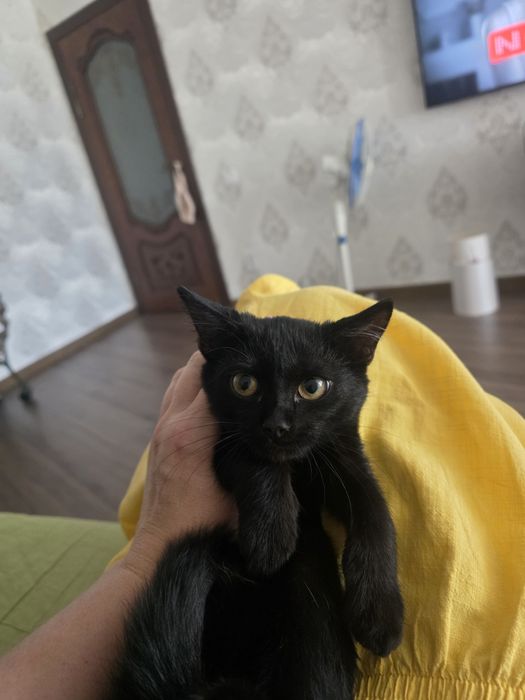 Котенок девочка в самые добрые рукт