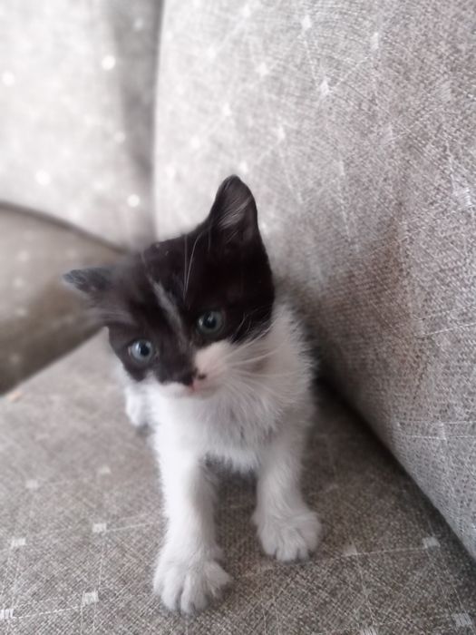 Отдадим  котят в хорошие руки