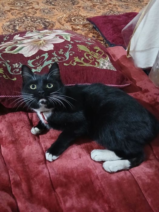 Zoti  tuhedo cat. mushugi. 6 oylik  oğil bola hadyaga beriladi