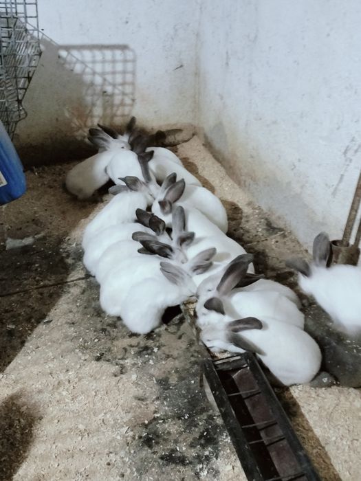 Iepuri uriaș de Transilvania