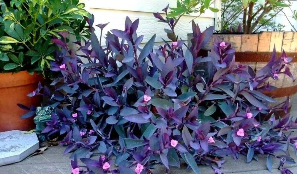 Черенки, ростки бесплатно Каскелен