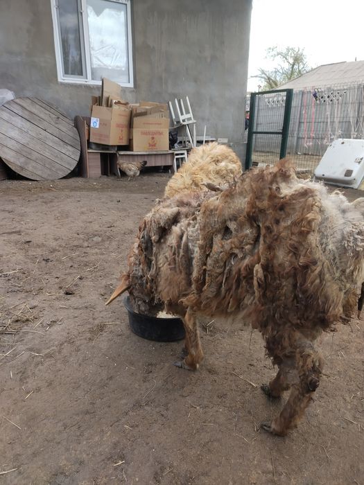 Продам 2 тохтушки