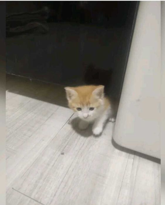 Родила кошка кому нужно забирайте