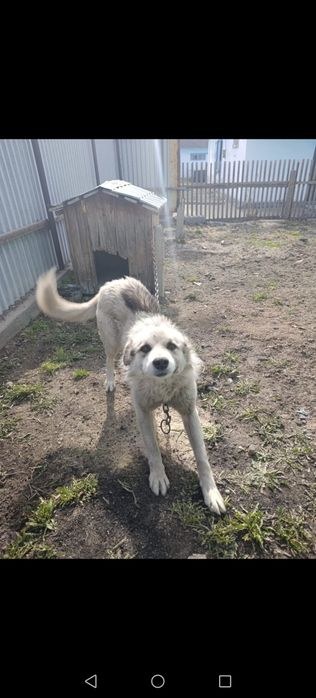 Отдам даром собаку