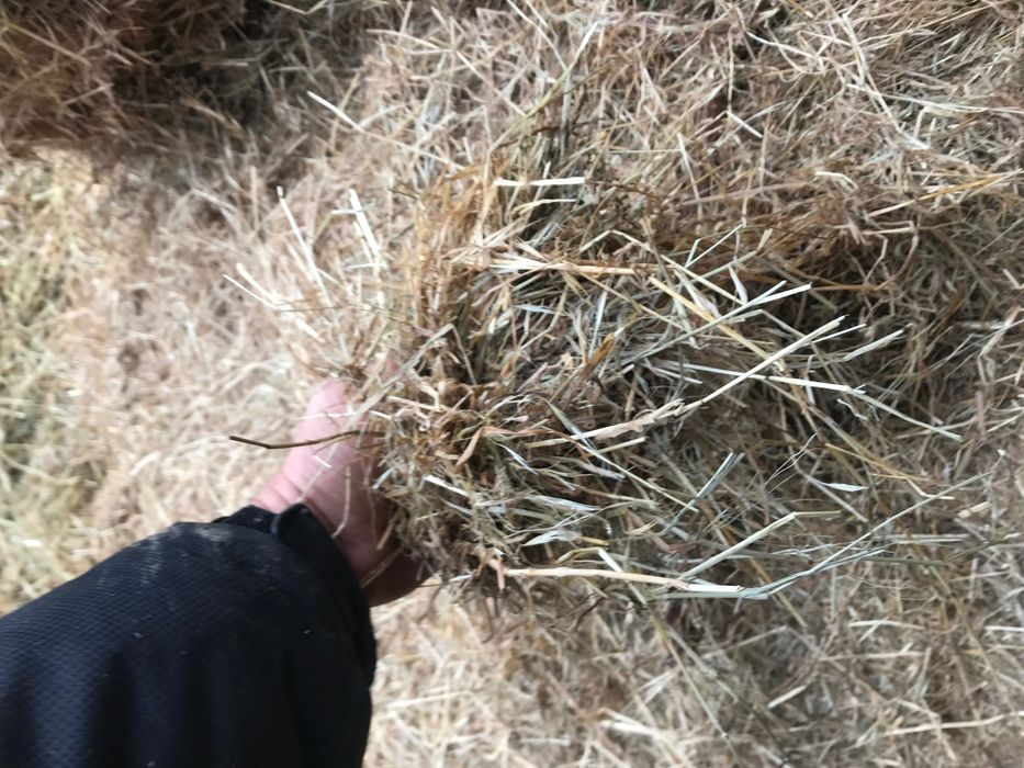 Vând baloți fan 650-850 kg