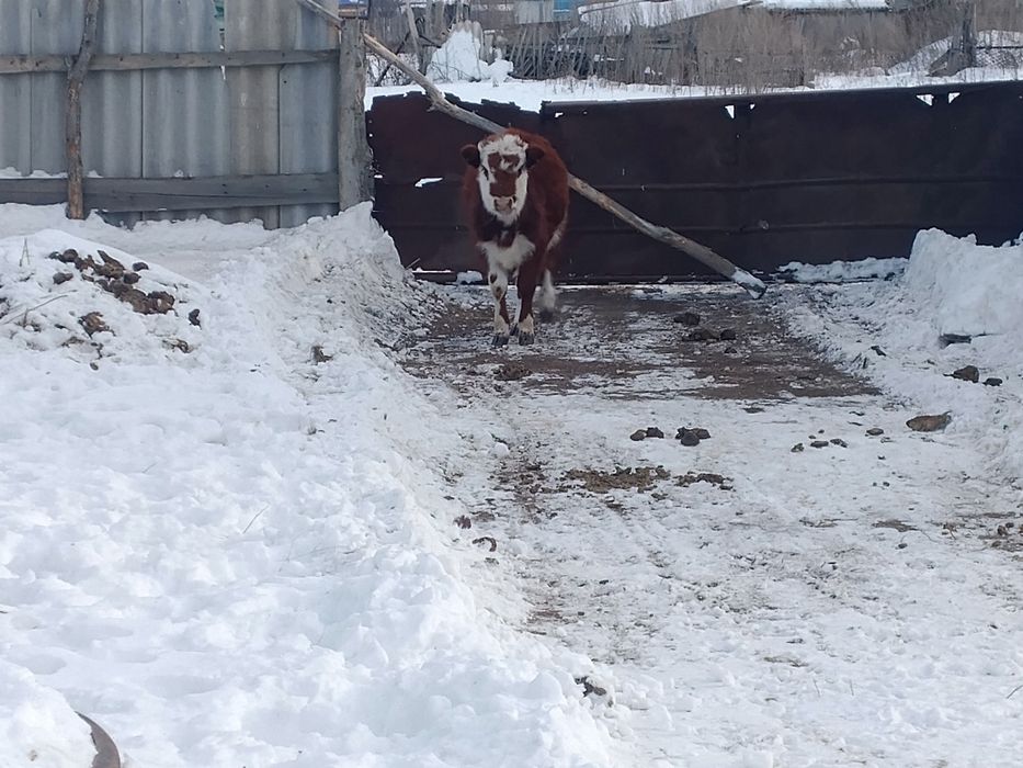 Продам теленка Срочно
