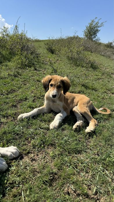 тазылар, күшіктер