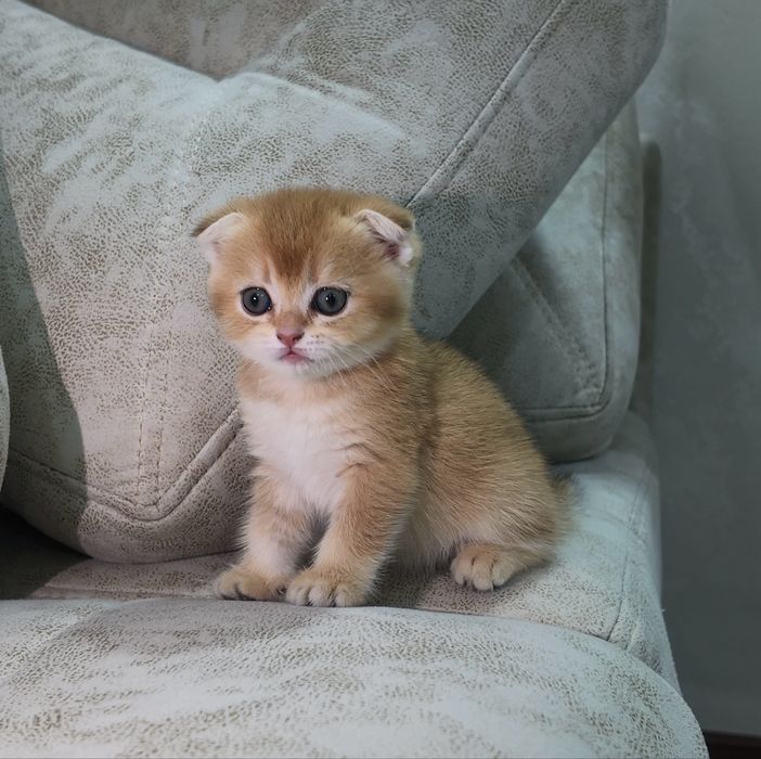 Продаются котята (шиншилла)