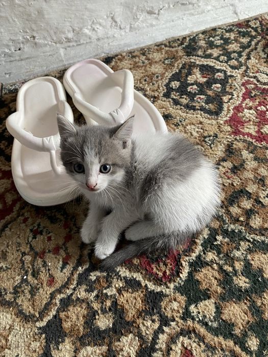 Отдам котят в добрые руки
