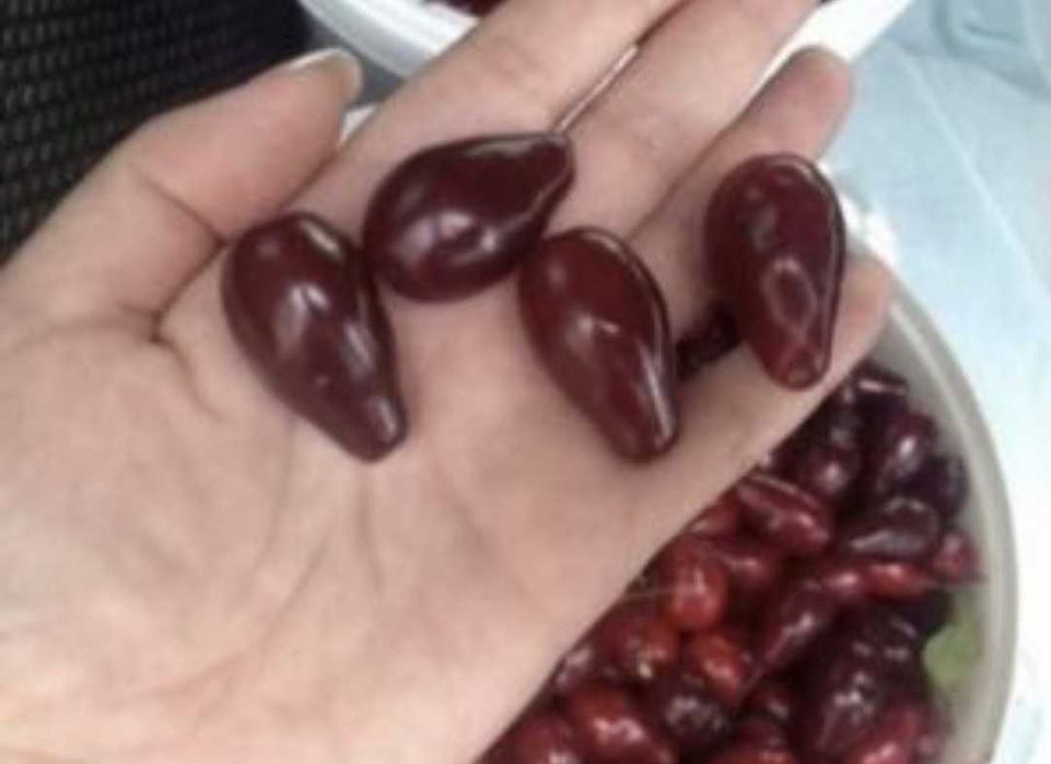 Саженцы Кизила столовый