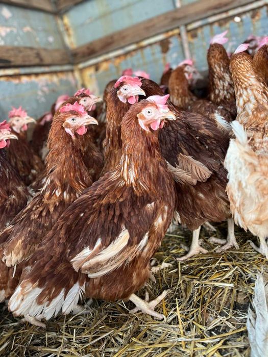 Кокошки носачки  за яйца