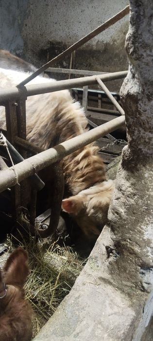 Бычек и телка продам