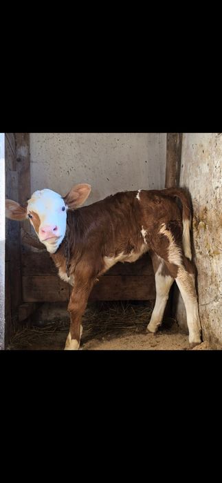 Vacă de 7 ani cu vițel de vânzare