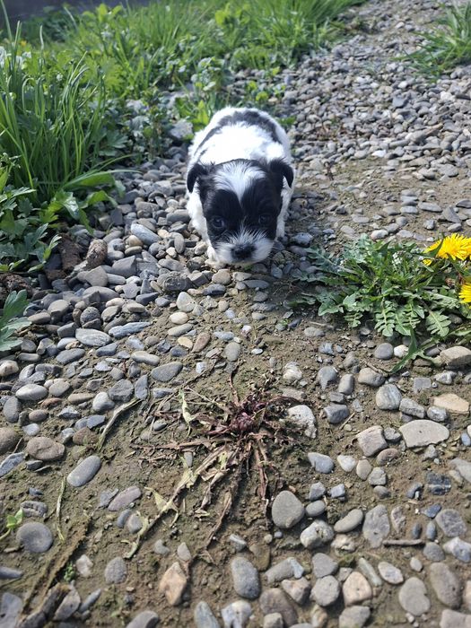 Băiețel/Fetiță Shih Tzu