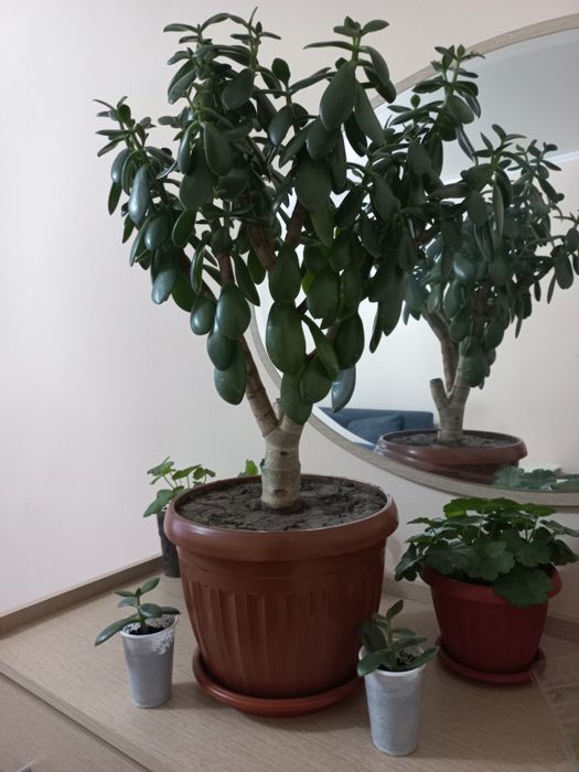 Герань,  толстянка