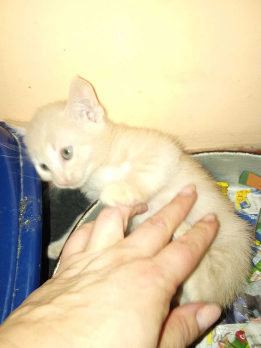 Котенца от Каварна тирсят дом