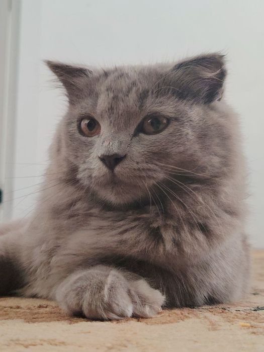 Mushuk sotiladi. Продается кошка